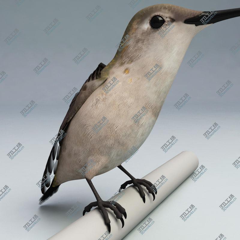 images/goods_img/202105074/Hummingbird Rigged/4.jpg